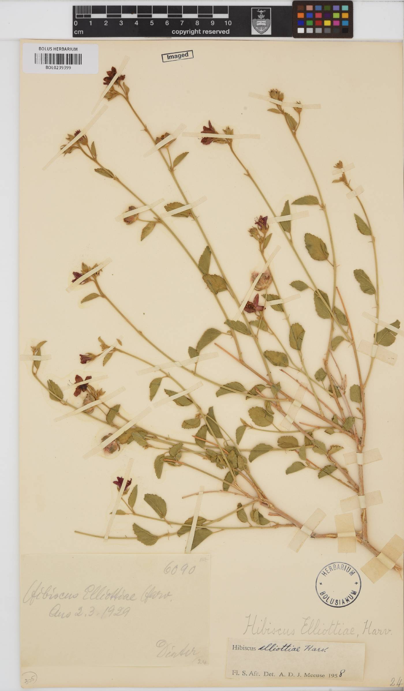 Hibiscus elliottiae image