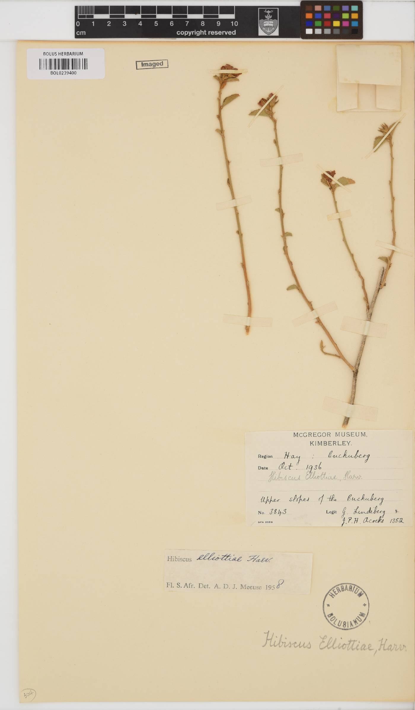 Hibiscus elliottiae image