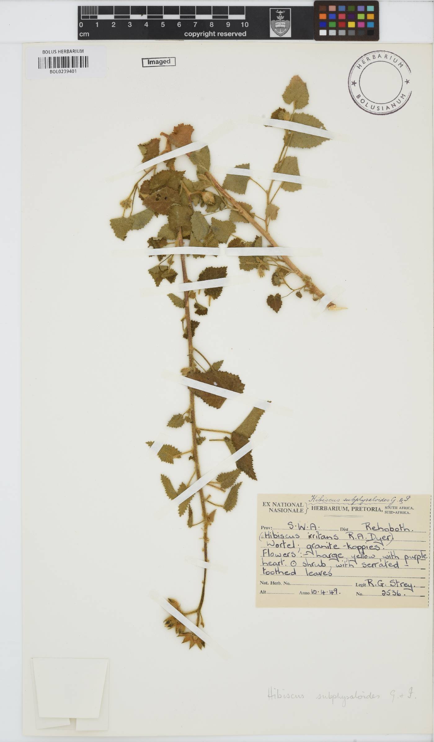 Hibiscus engleri image