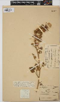 Hibiscus engleri image