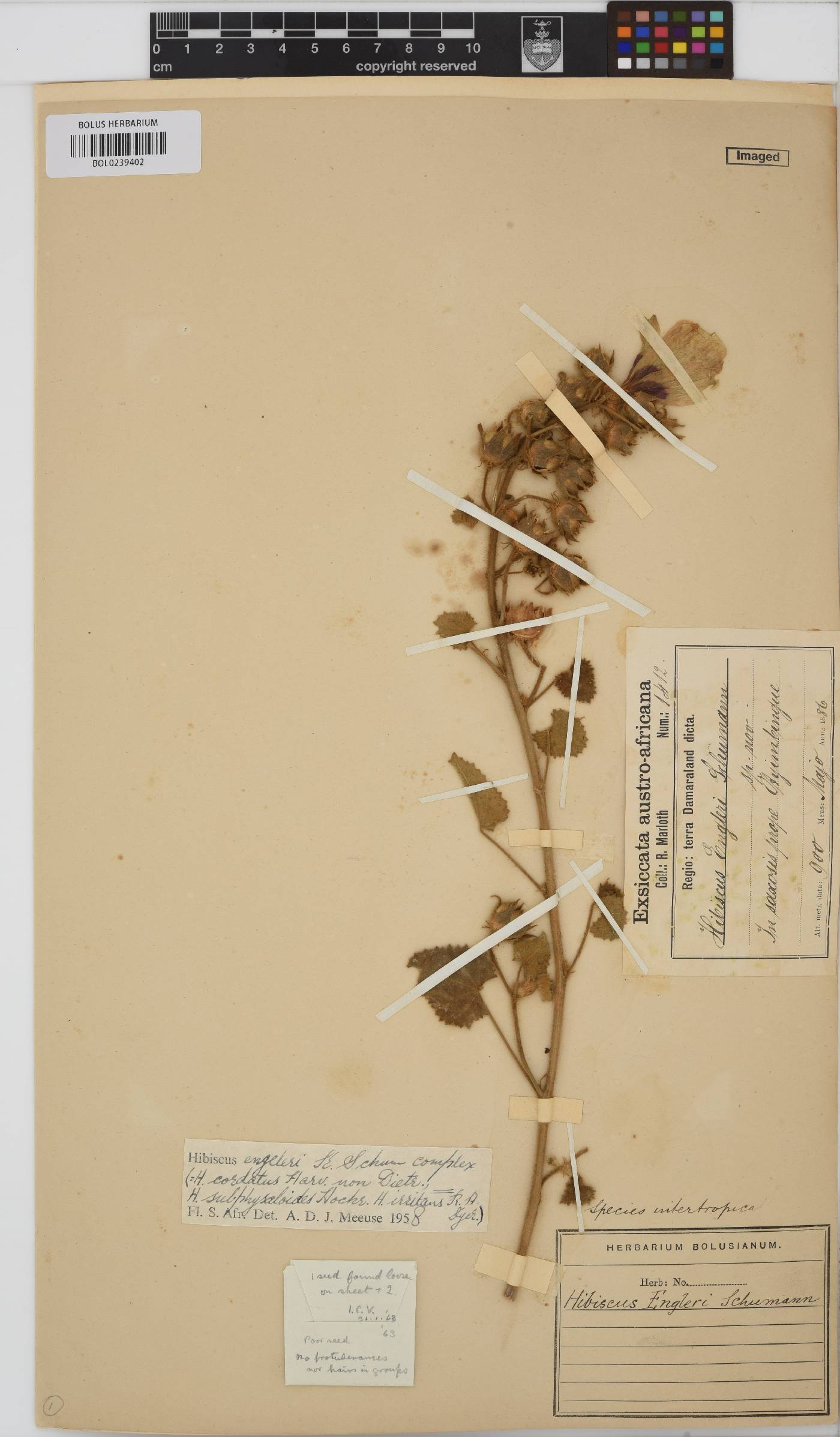 Hibiscus engleri image