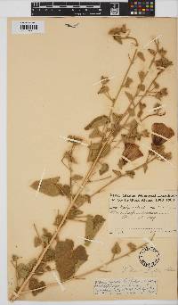 Hibiscus engleri image