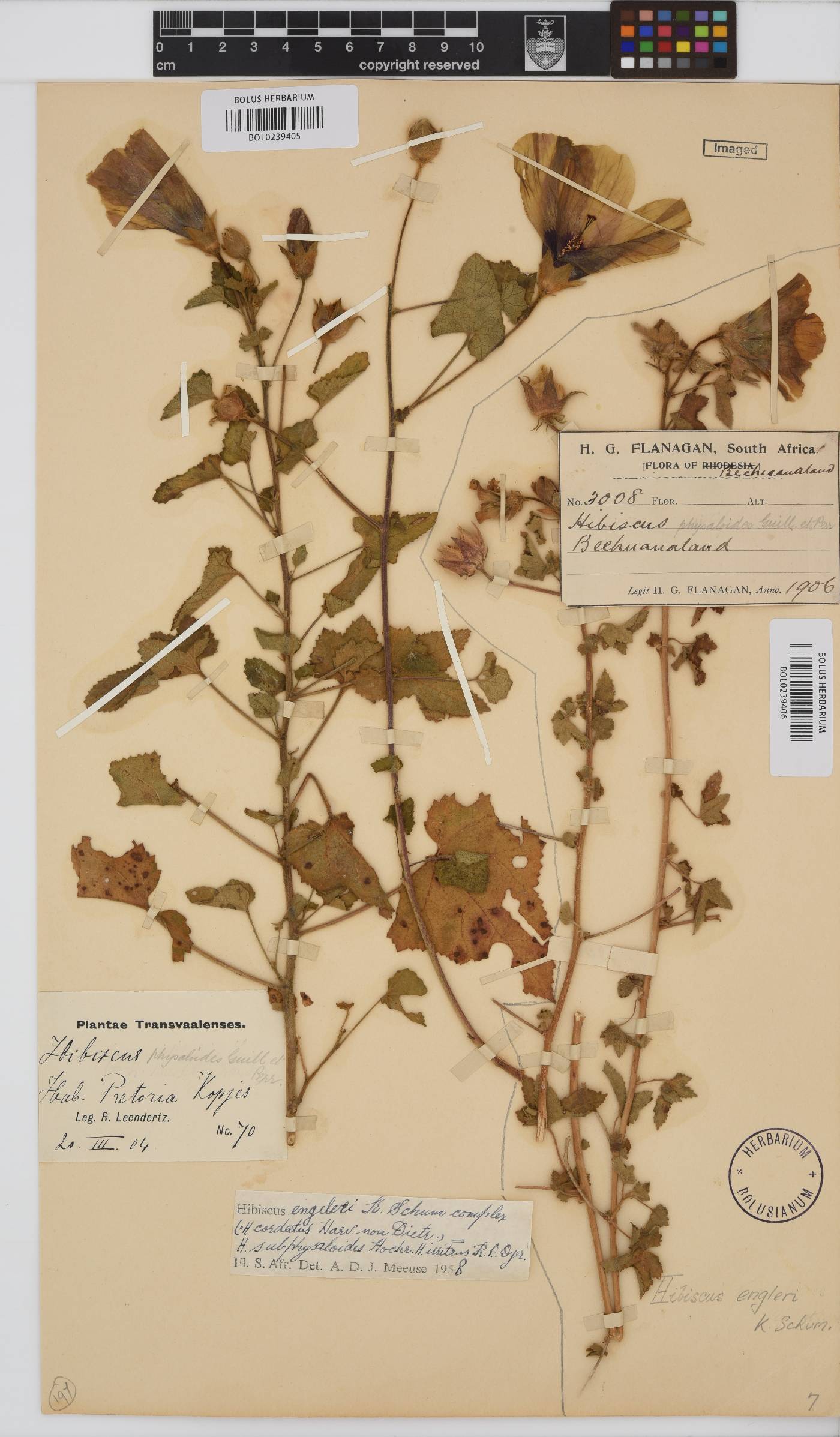 Hibiscus engleri image