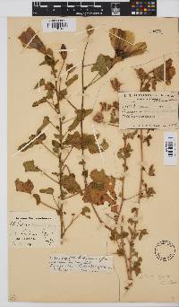 Hibiscus engleri image