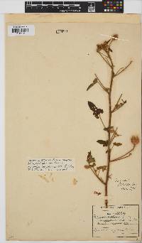 Hibiscus engleri image