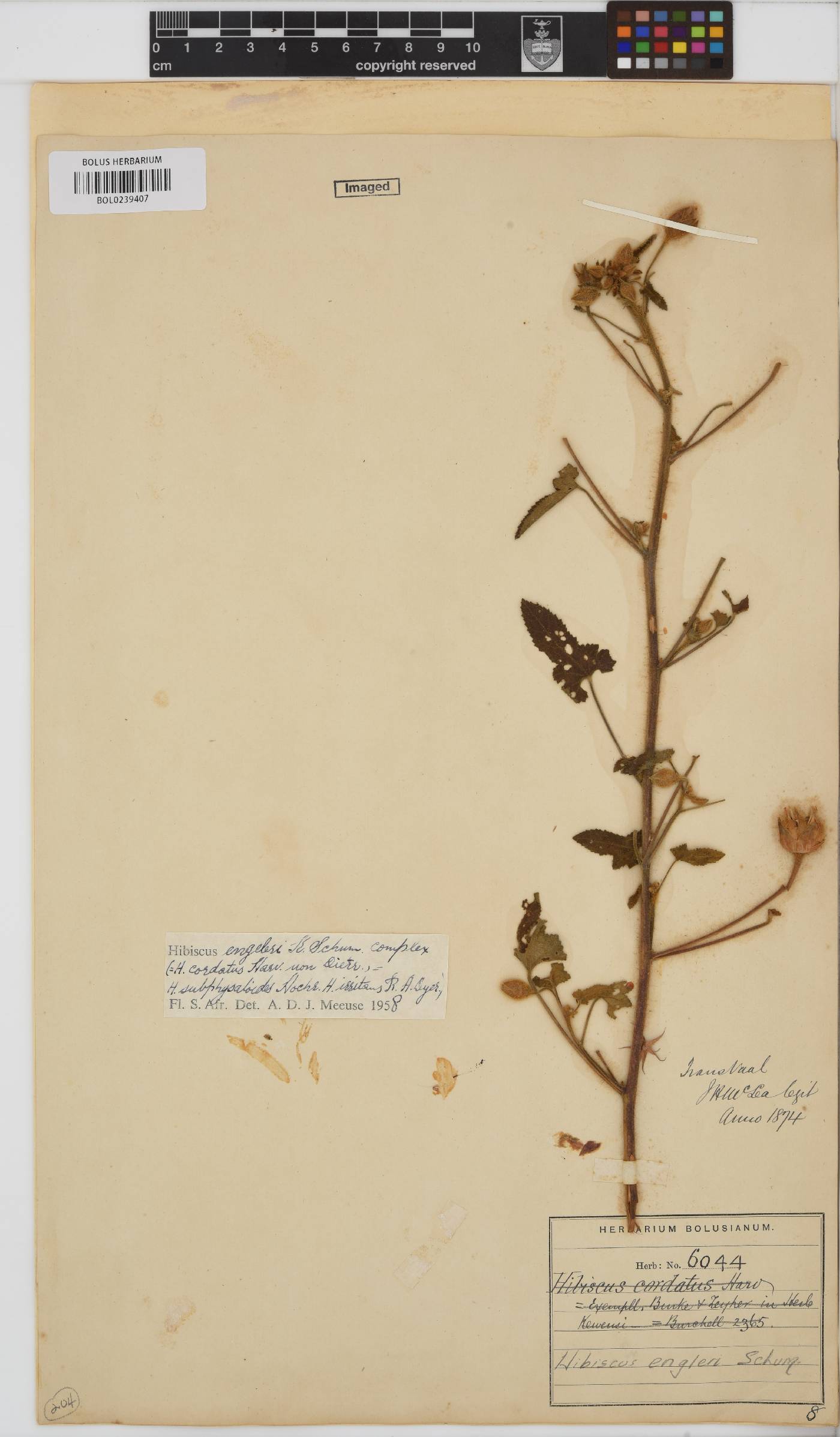 Hibiscus engleri image
