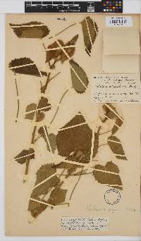 Hibiscus engleri image