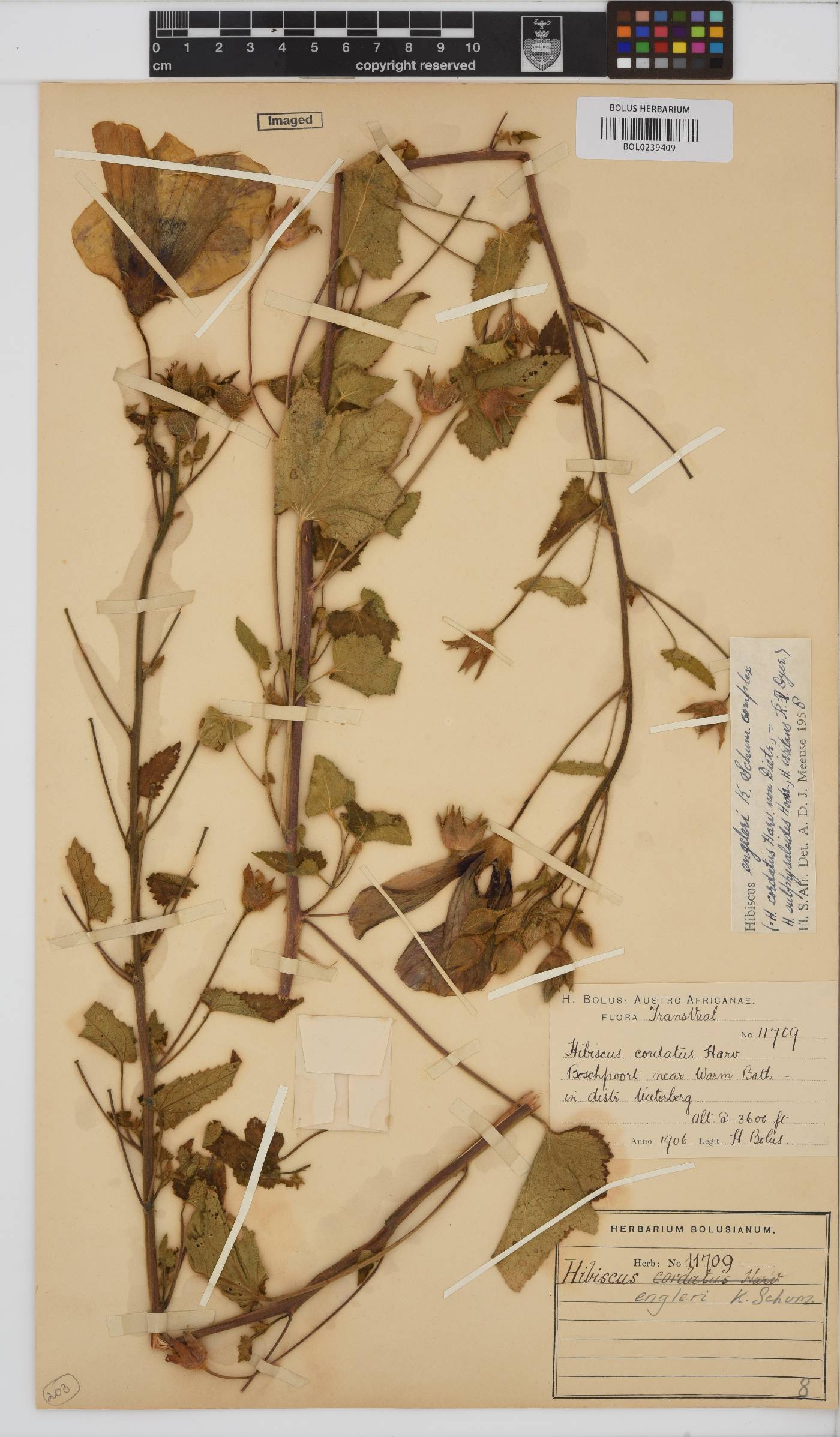 Hibiscus engleri image