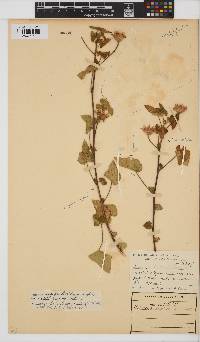 Hibiscus engleri image