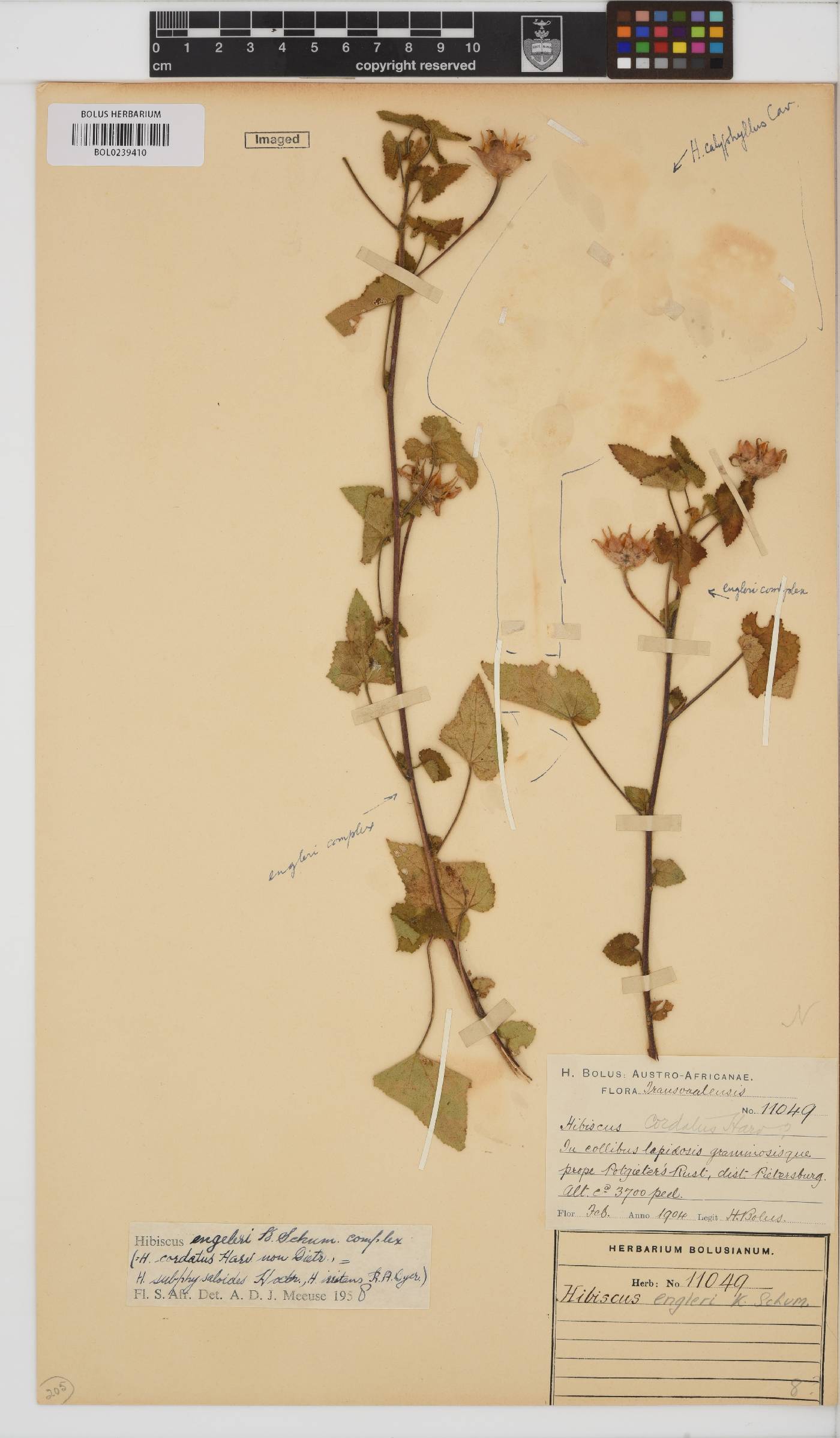 Hibiscus engleri image