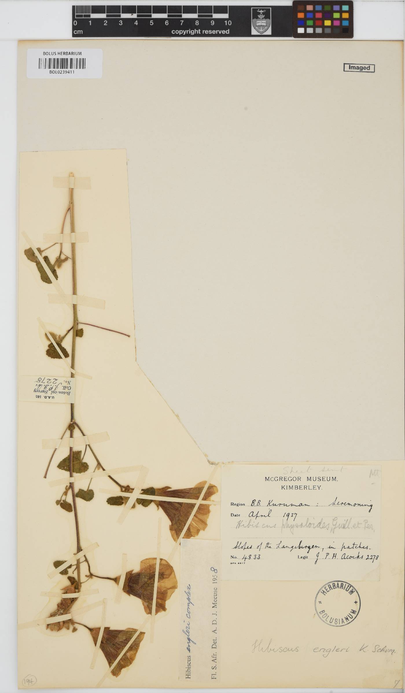 Hibiscus engleri image