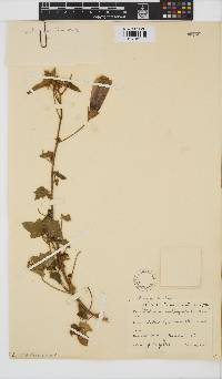 Hibiscus engleri image