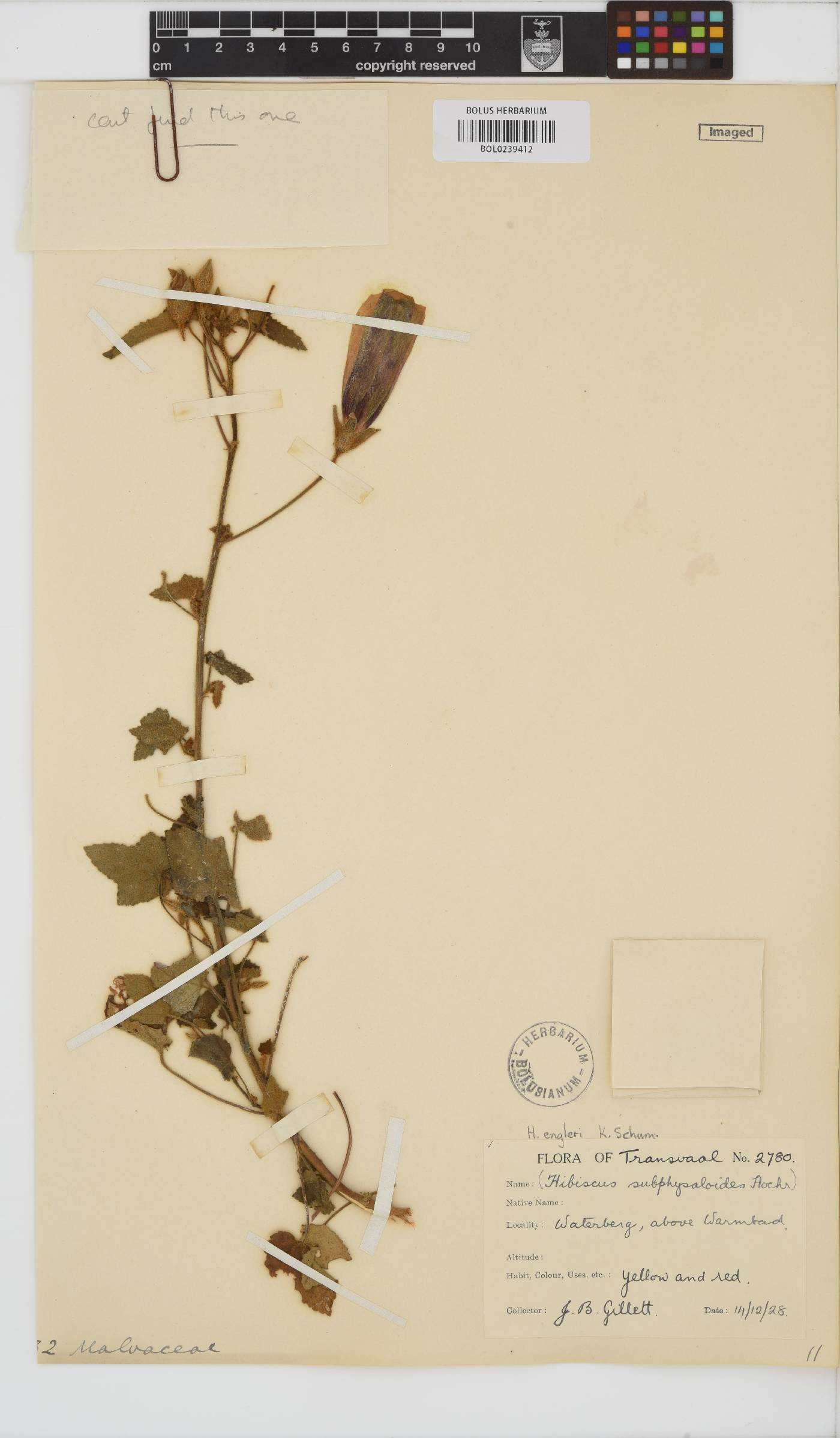 Hibiscus engleri image