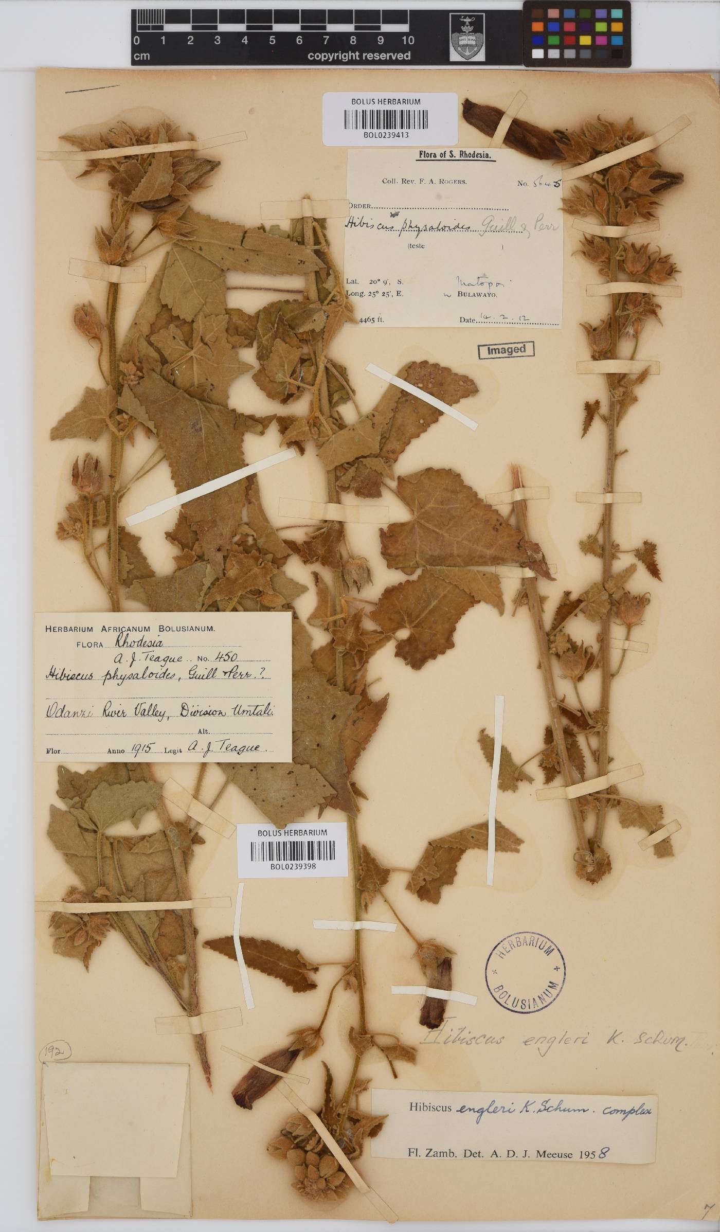 Hibiscus engleri image