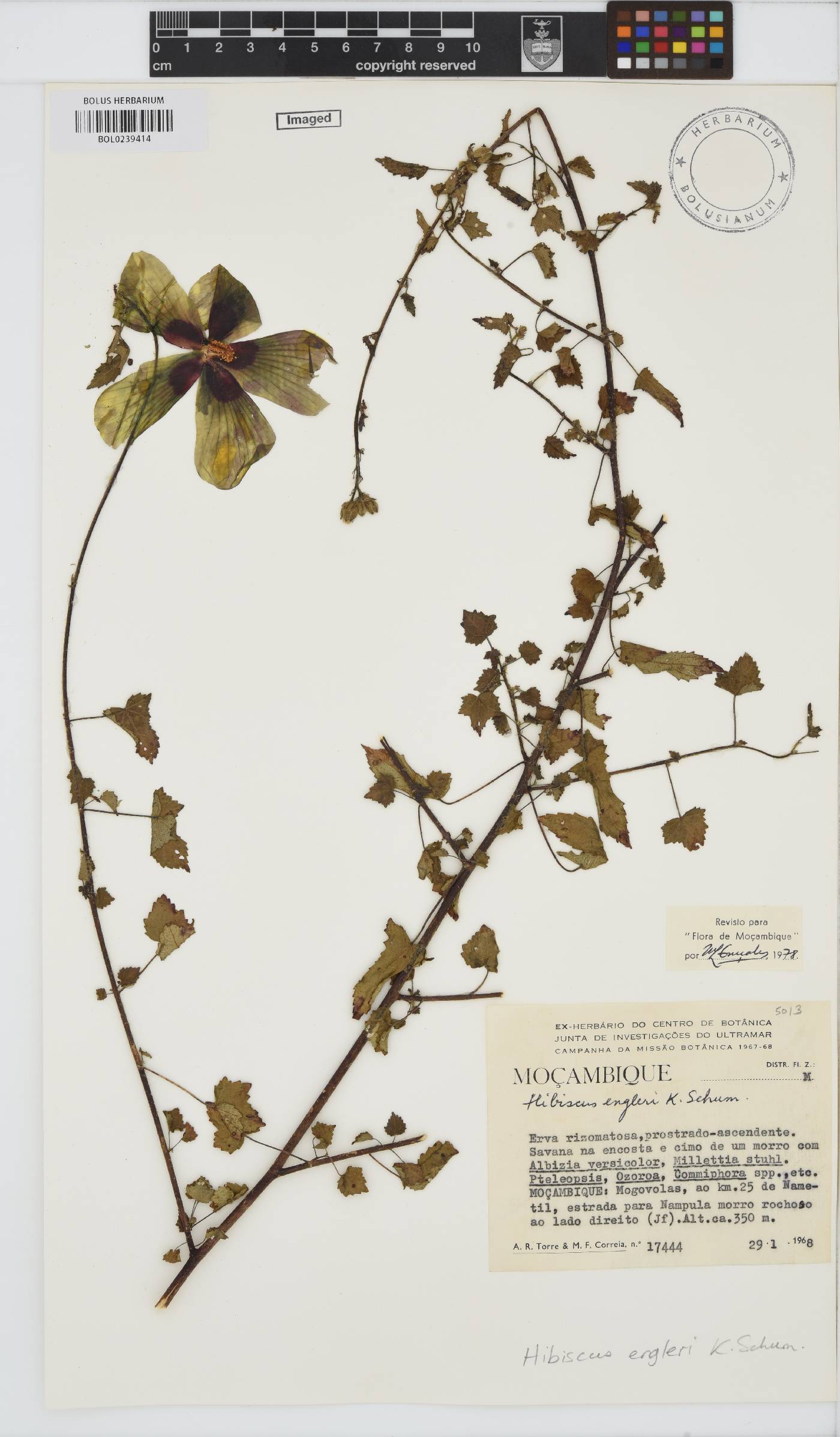 Hibiscus engleri image