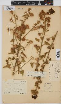 Hibiscus engleri image