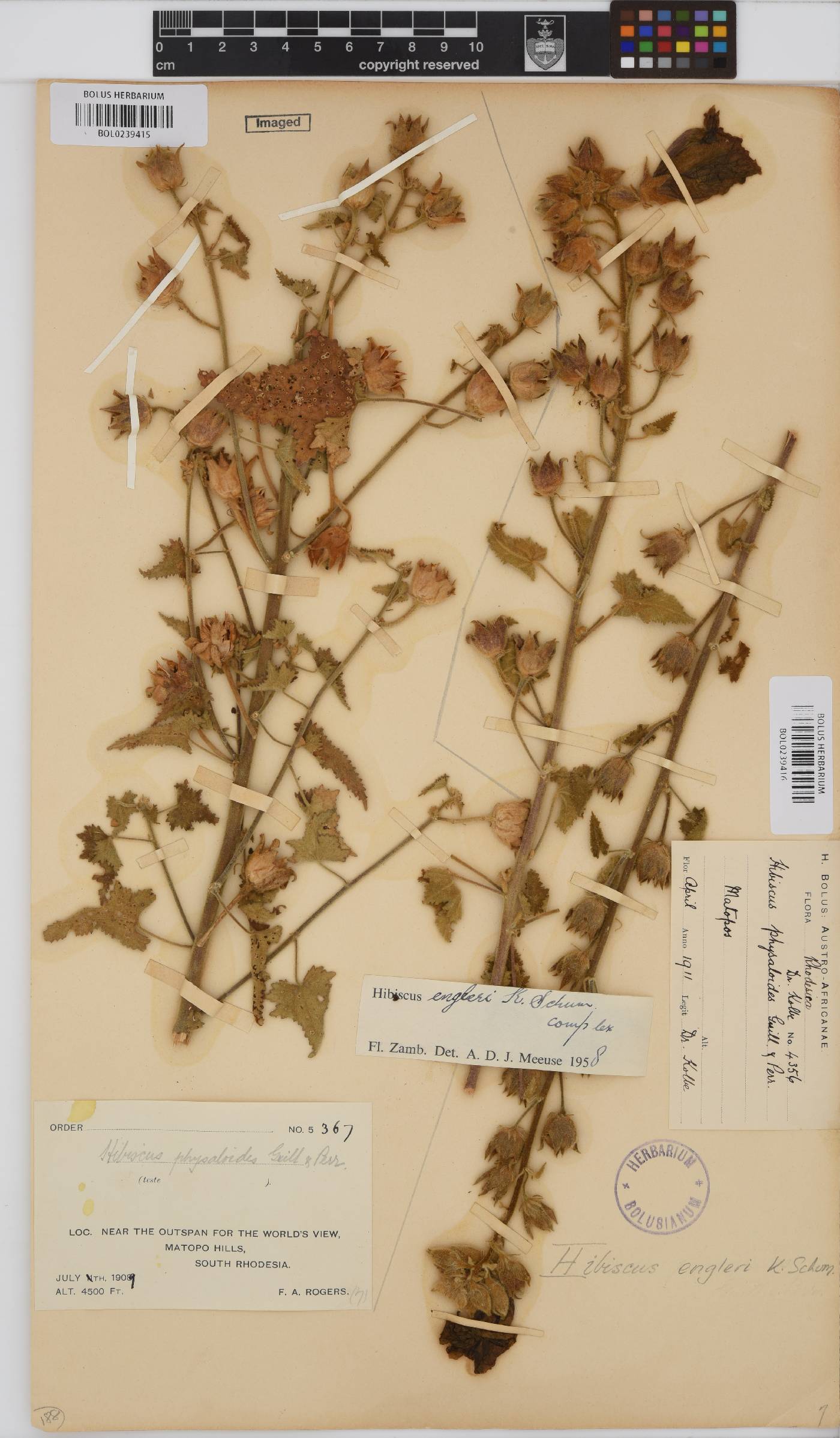Hibiscus engleri image