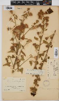 Hibiscus engleri image