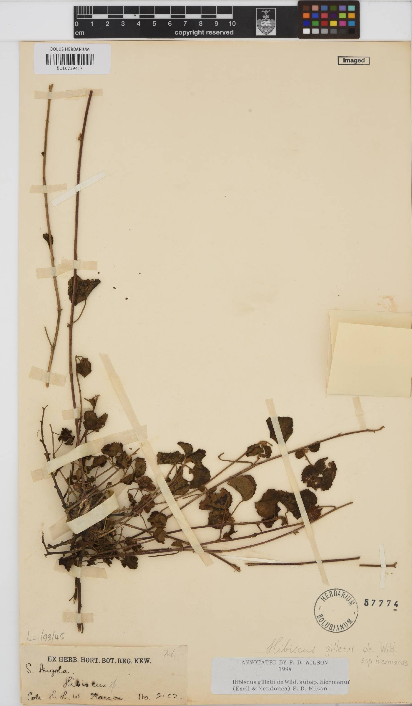 Hibiscus gilletii image