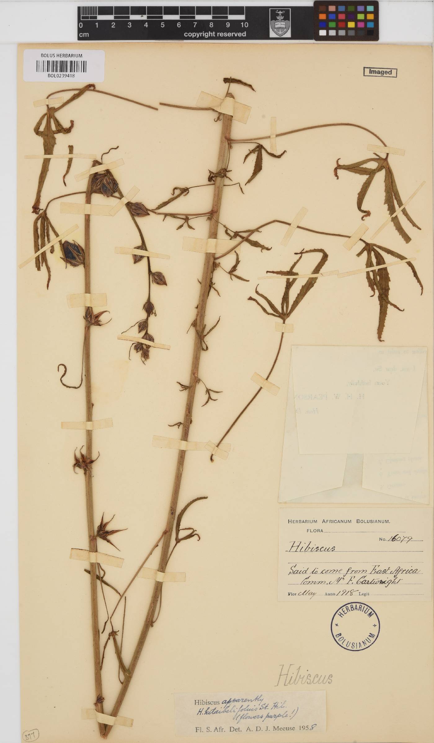 Hibiscus kitaibelifolius image