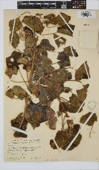 Hibiscus lunariifolius image