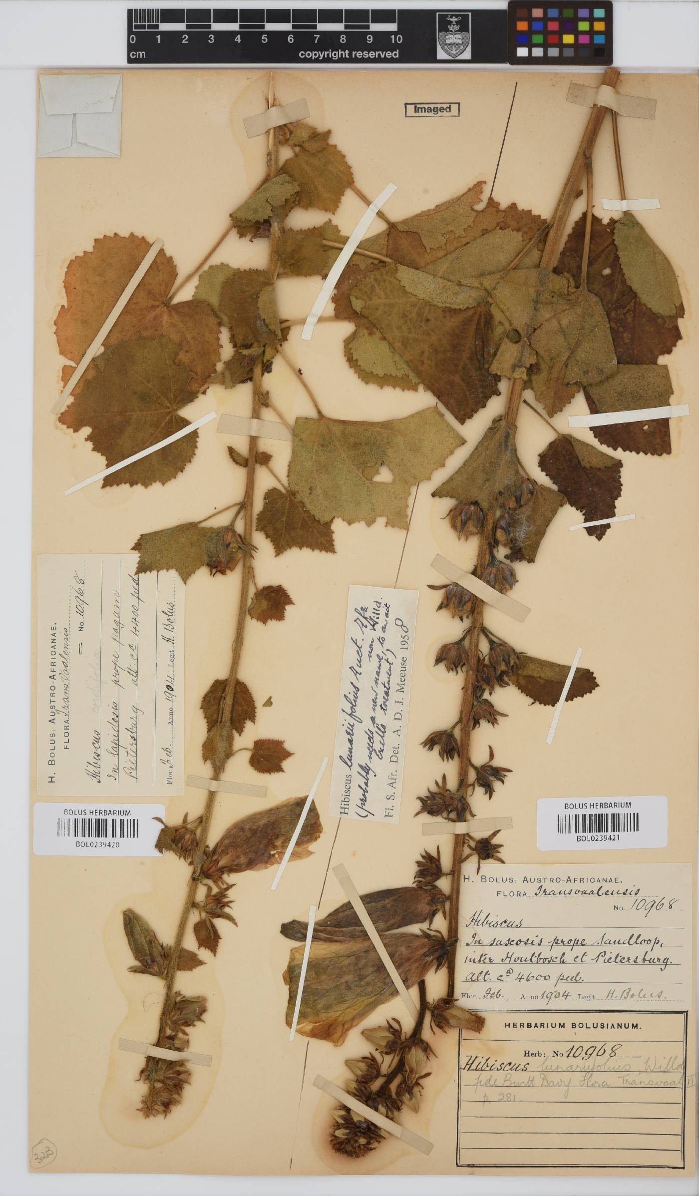 Hibiscus lunariifolius image