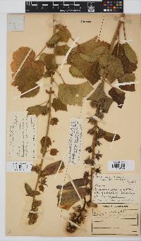 Hibiscus lunariifolius image