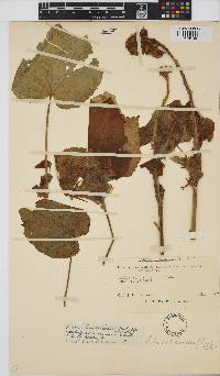 Hibiscus lunariifolius image