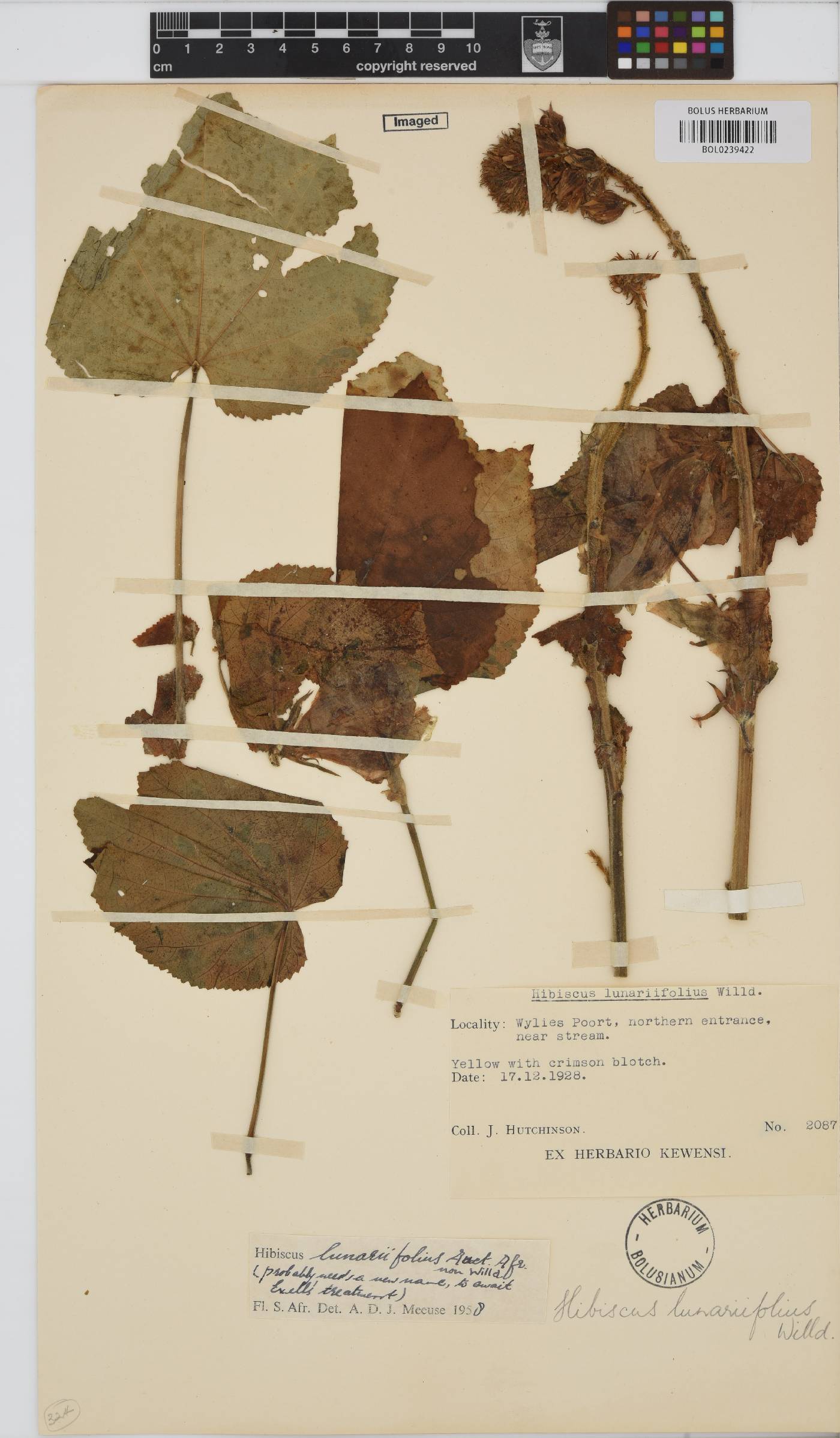Hibiscus lunariifolius image