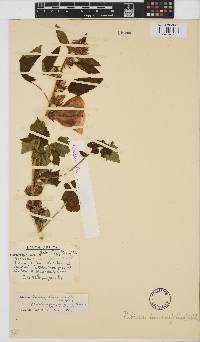 Hibiscus lunariifolius image