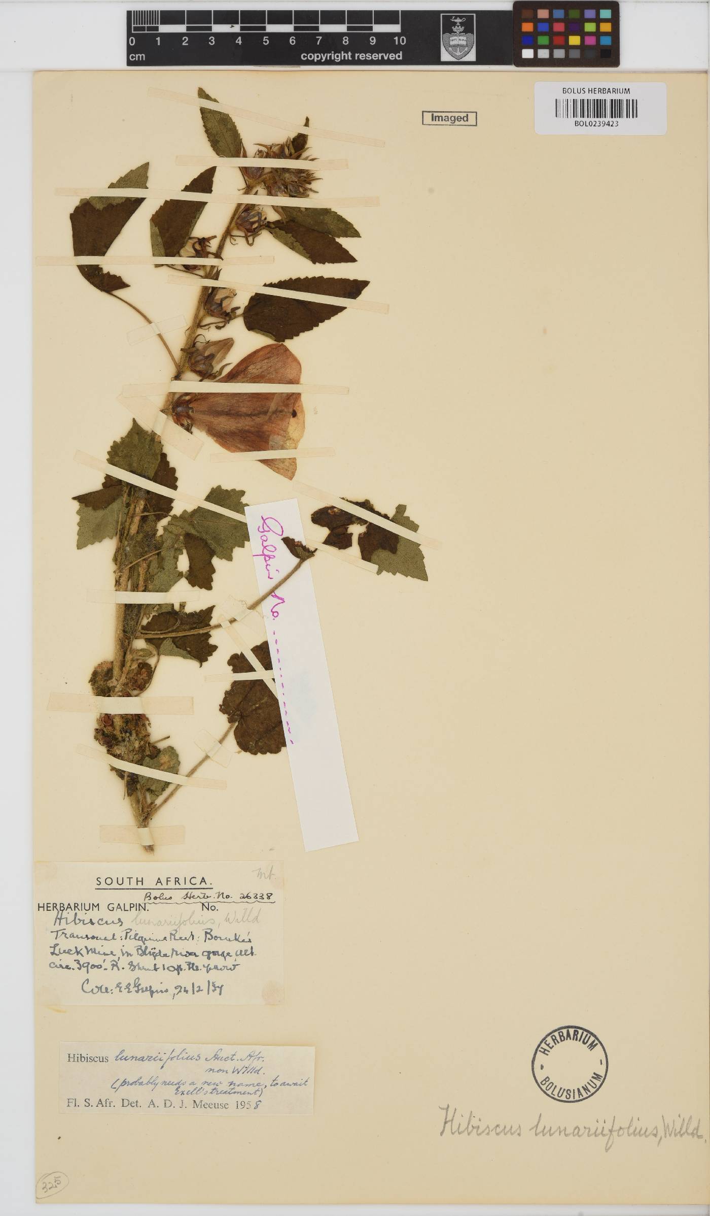 Hibiscus lunariifolius image