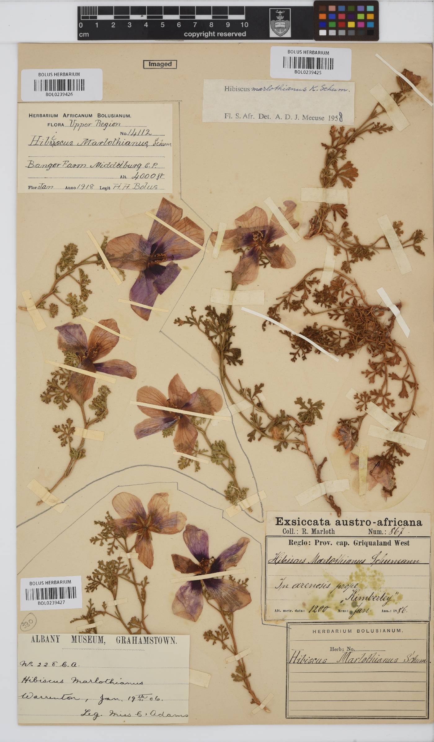 Hibiscus marlothianus image