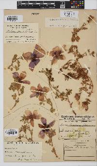 Hibiscus marlothianus image