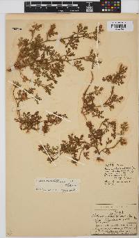 Hibiscus marlothianus image