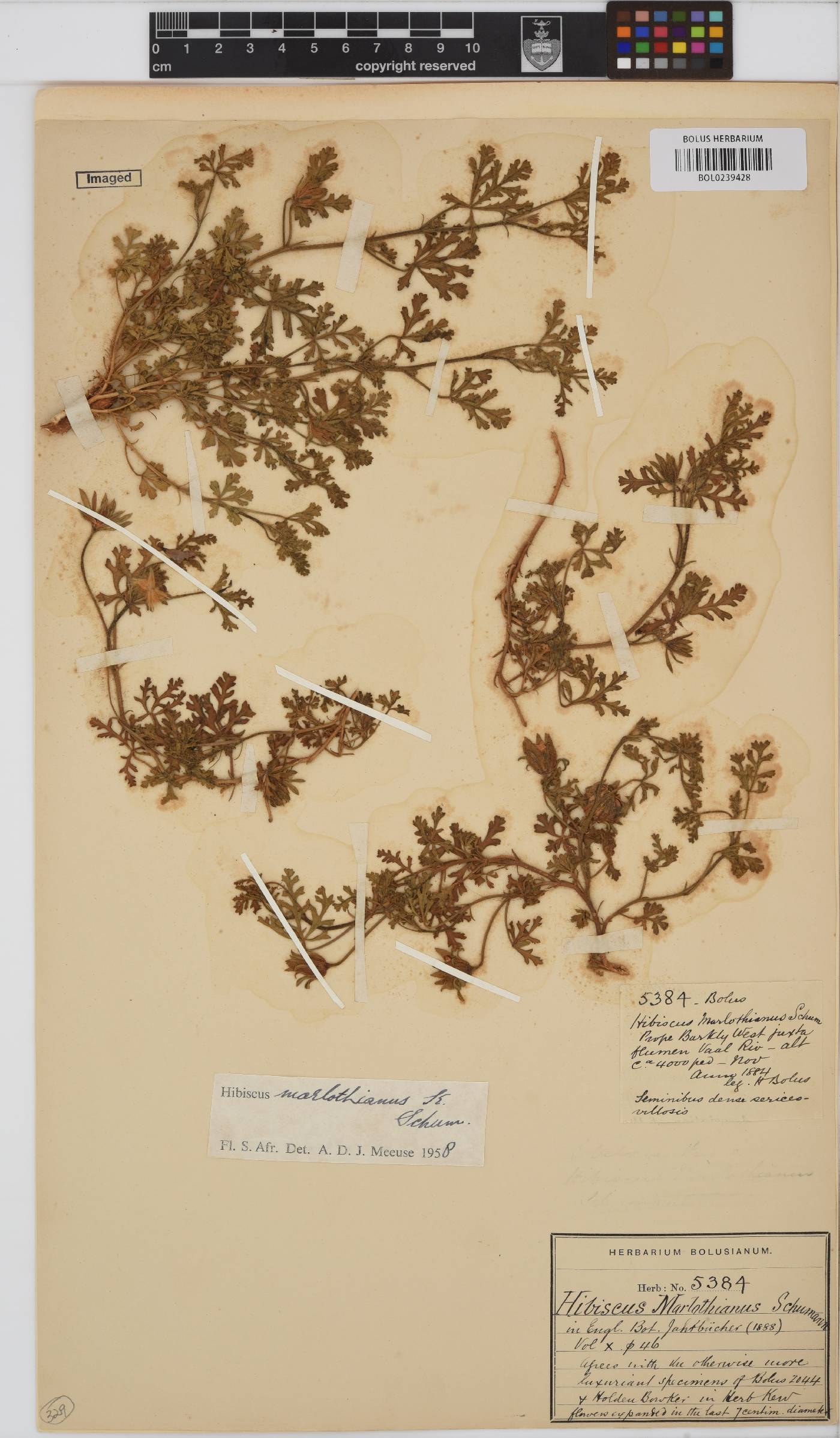 Hibiscus marlothianus image