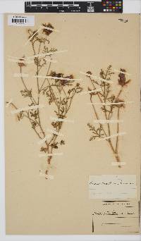 Hibiscus marlothianus image