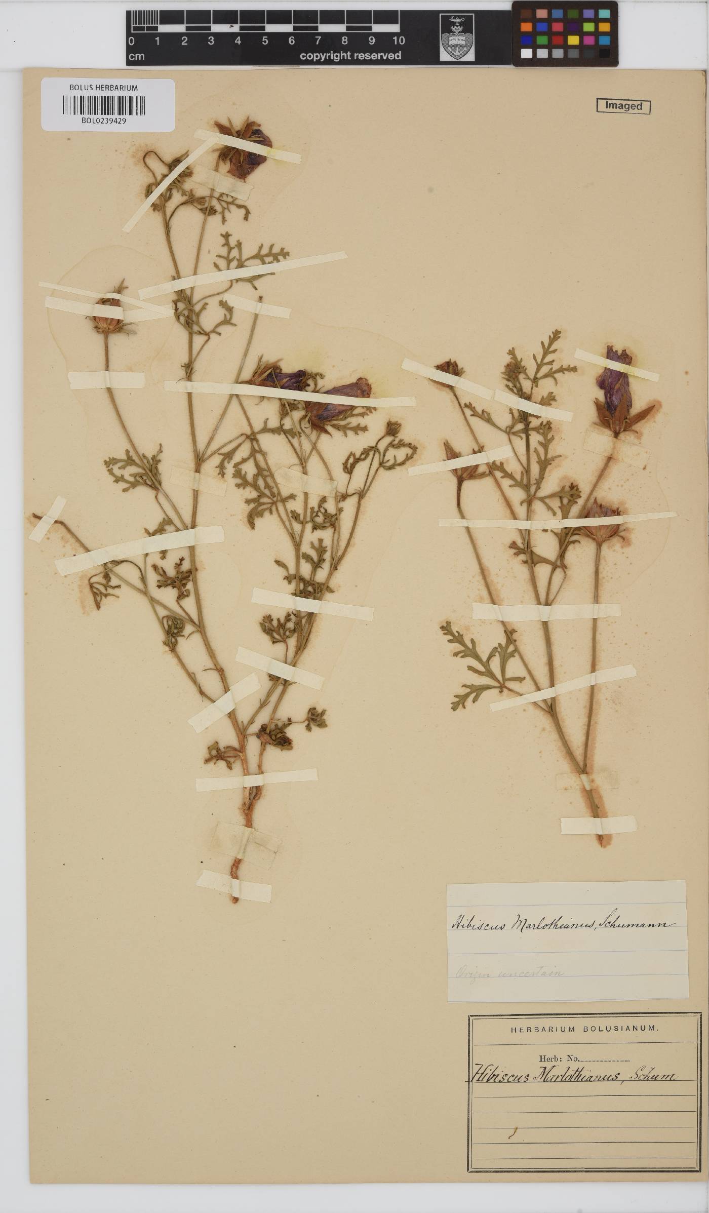 Hibiscus marlothianus image