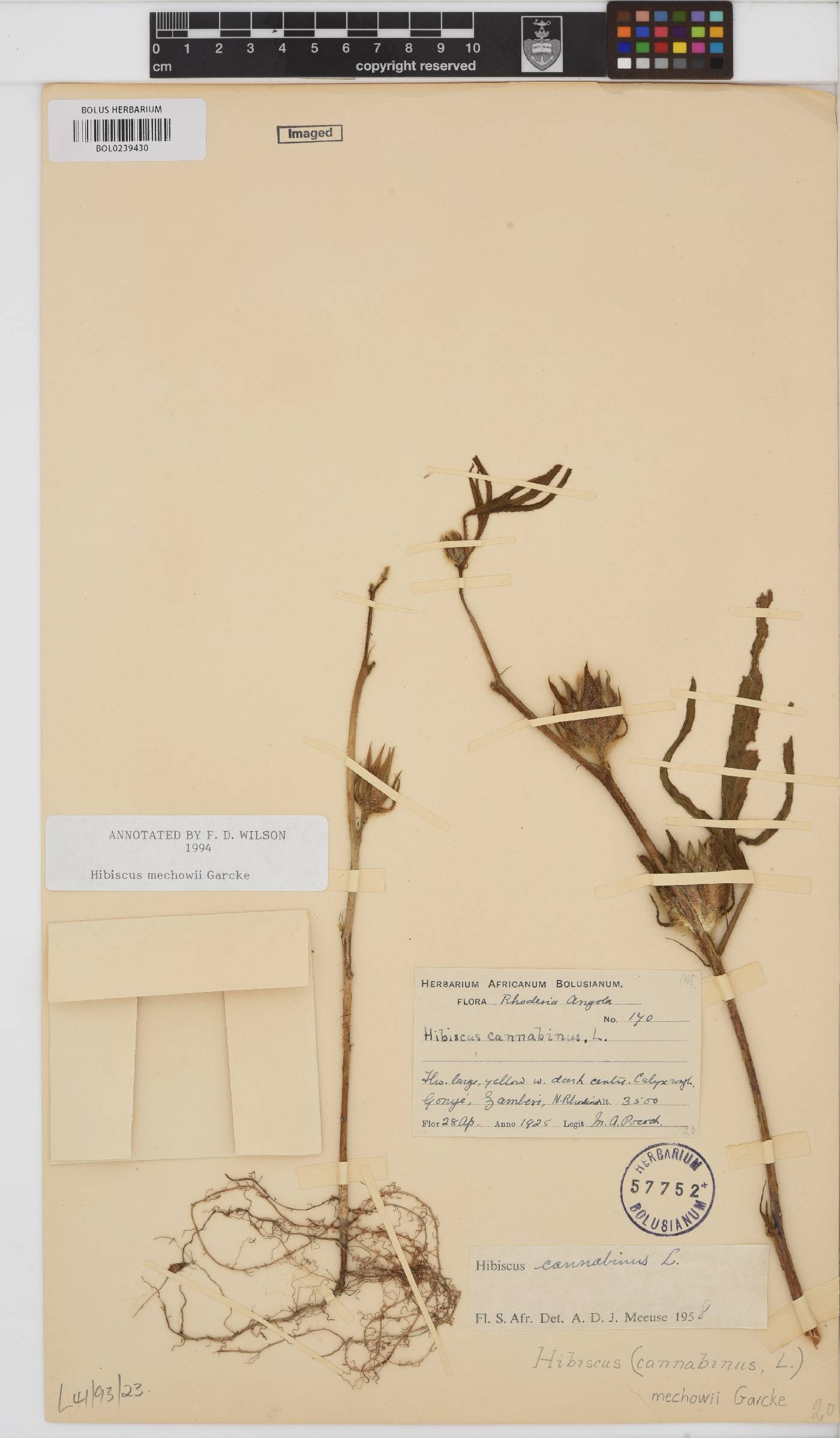 Hibiscus mechowii image