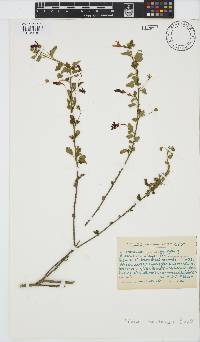 Hibiscus meyeri image