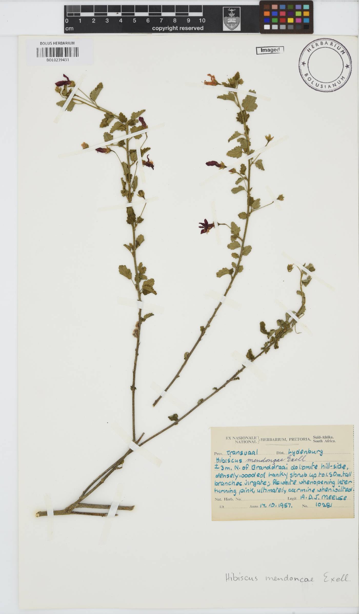 Hibiscus meyeri image