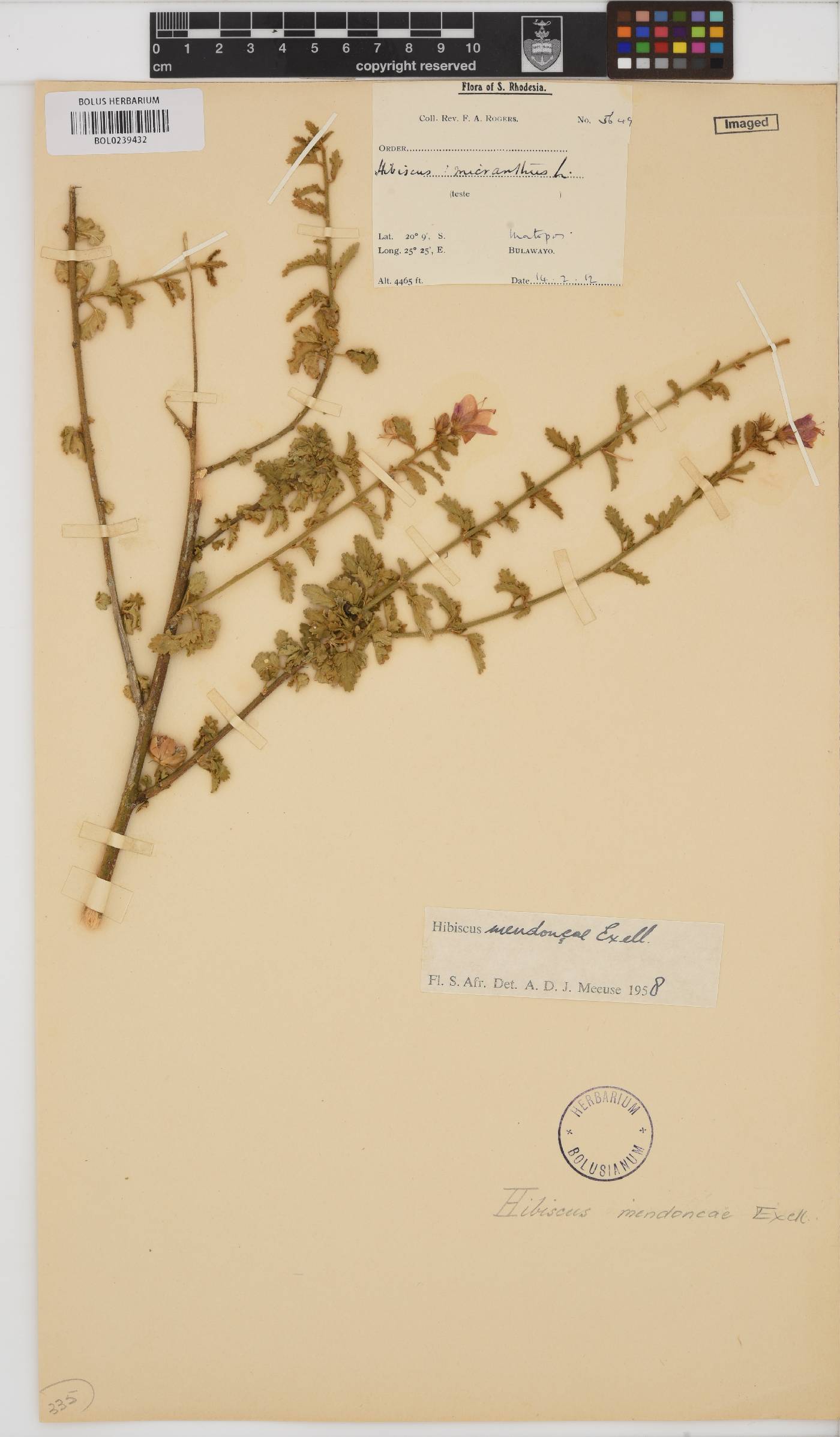 Hibiscus meyeri image
