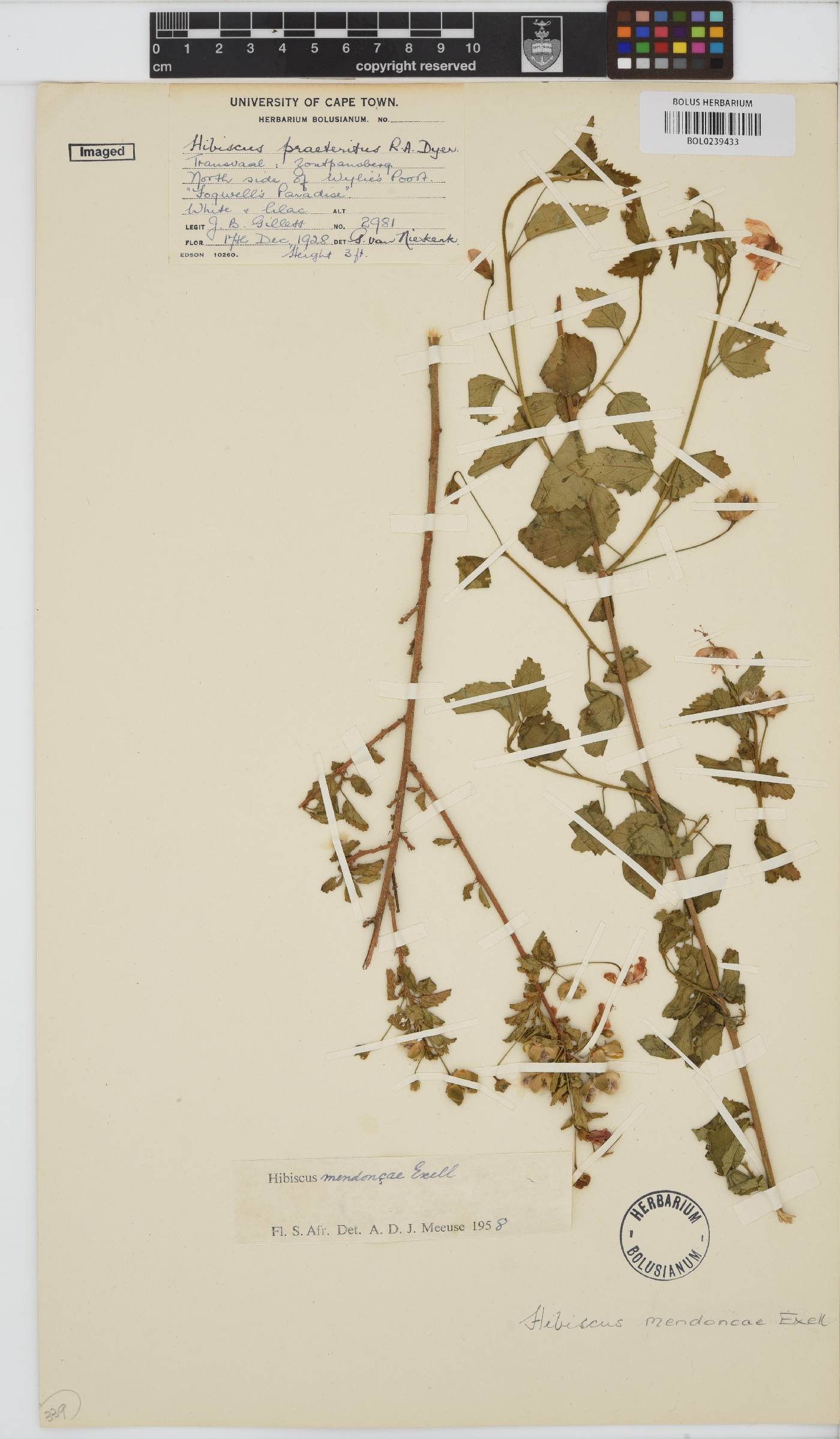 Hibiscus meyeri image