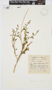 Hibiscus micranthus image