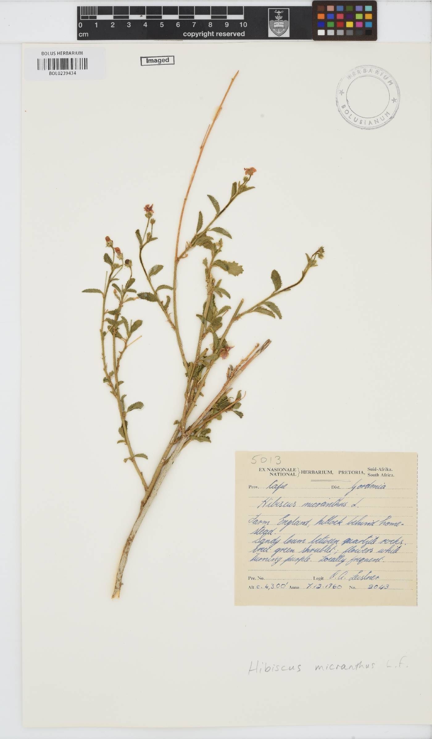 Hibiscus micranthus image