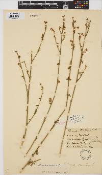 Hibiscus micranthus image
