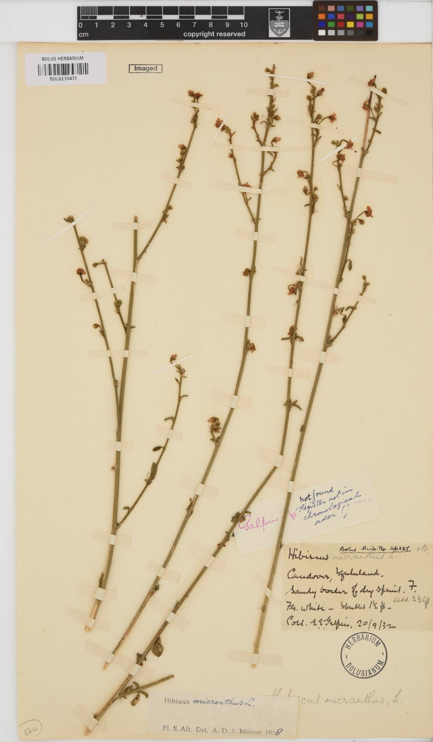 Hibiscus micranthus image