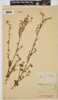 Hibiscus micranthus image