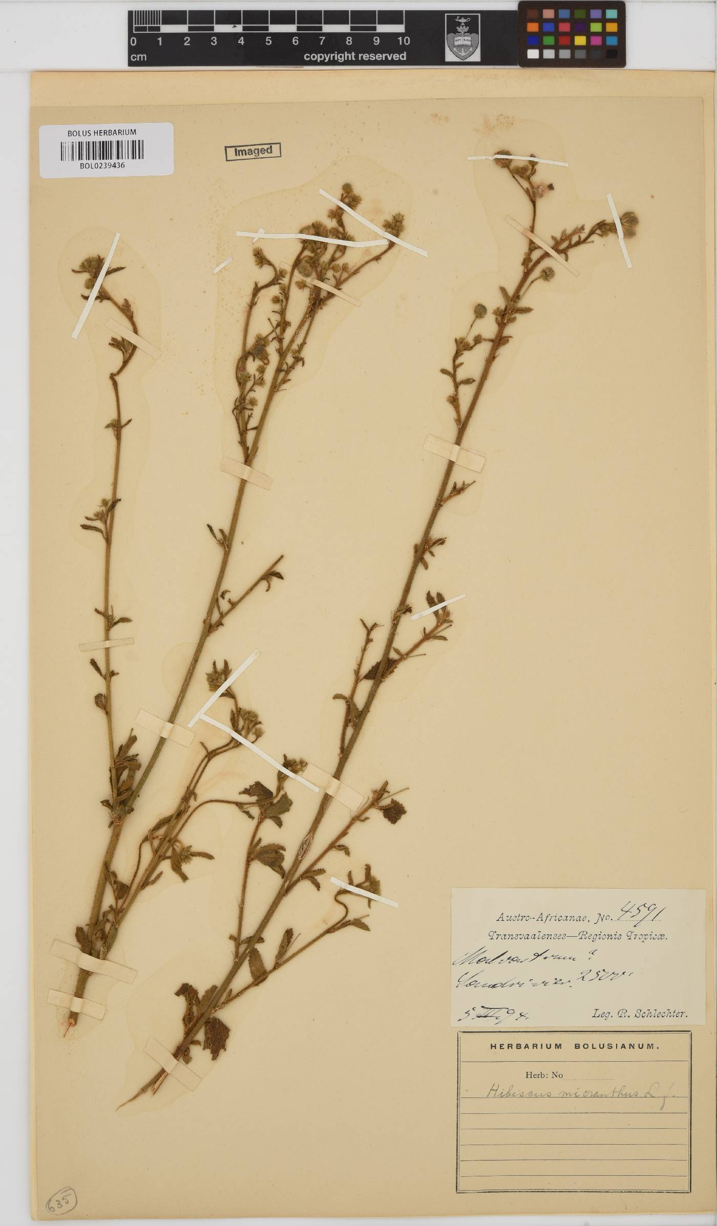 Hibiscus micranthus image