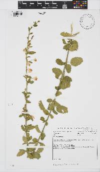 Hibiscus micranthus image