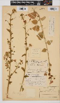 Hibiscus micranthus image